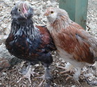 Sexing Faverolle chicks